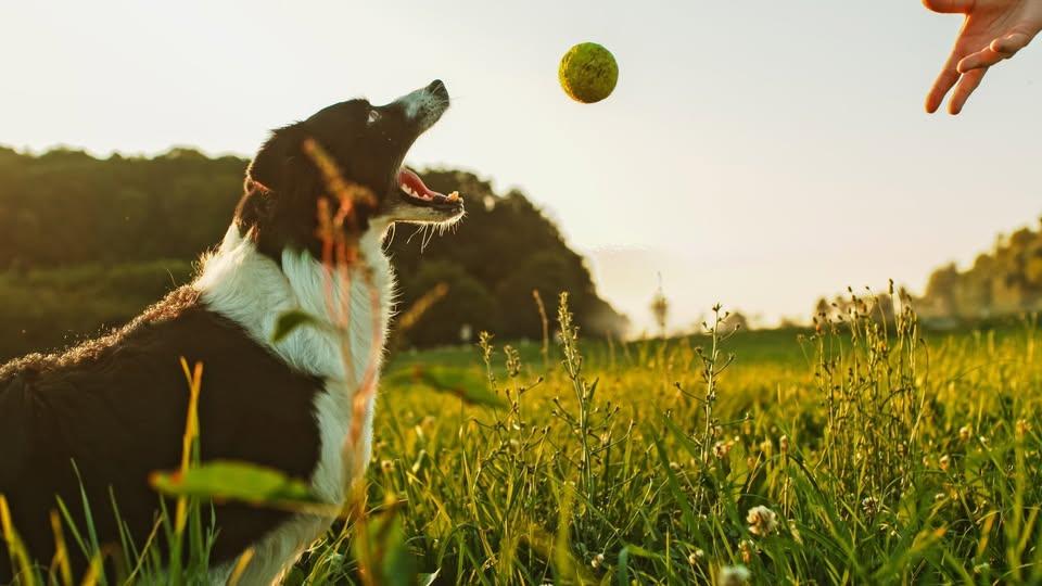 Exercising with your furry
