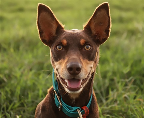 Dog registration