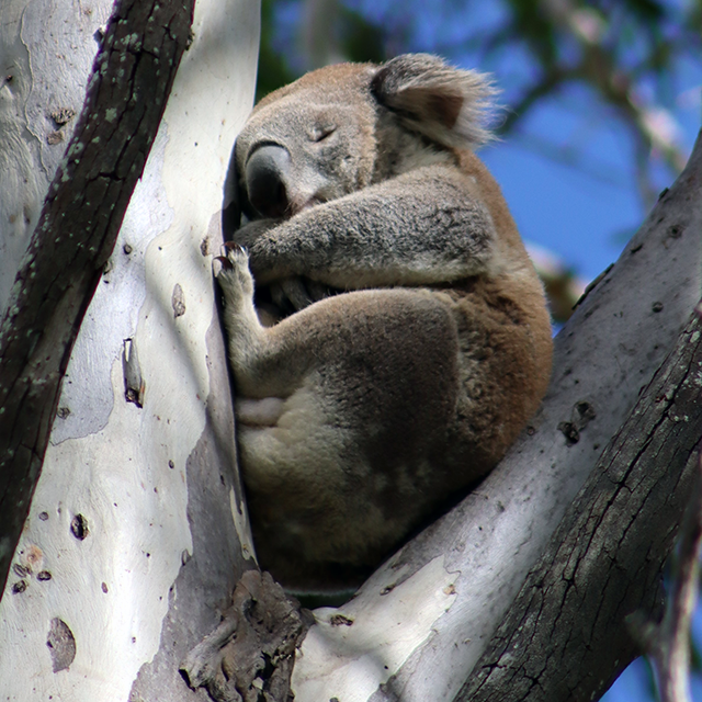 Koalas