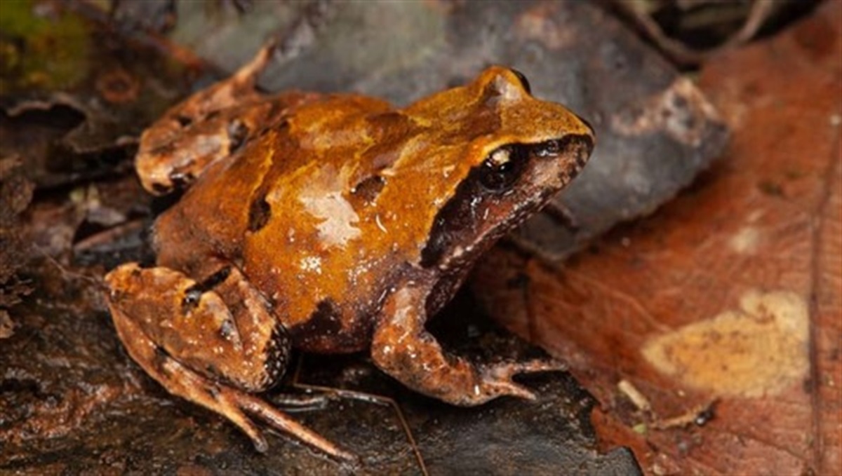 Biodiversity Strategy | Scenic Rim Regional Council