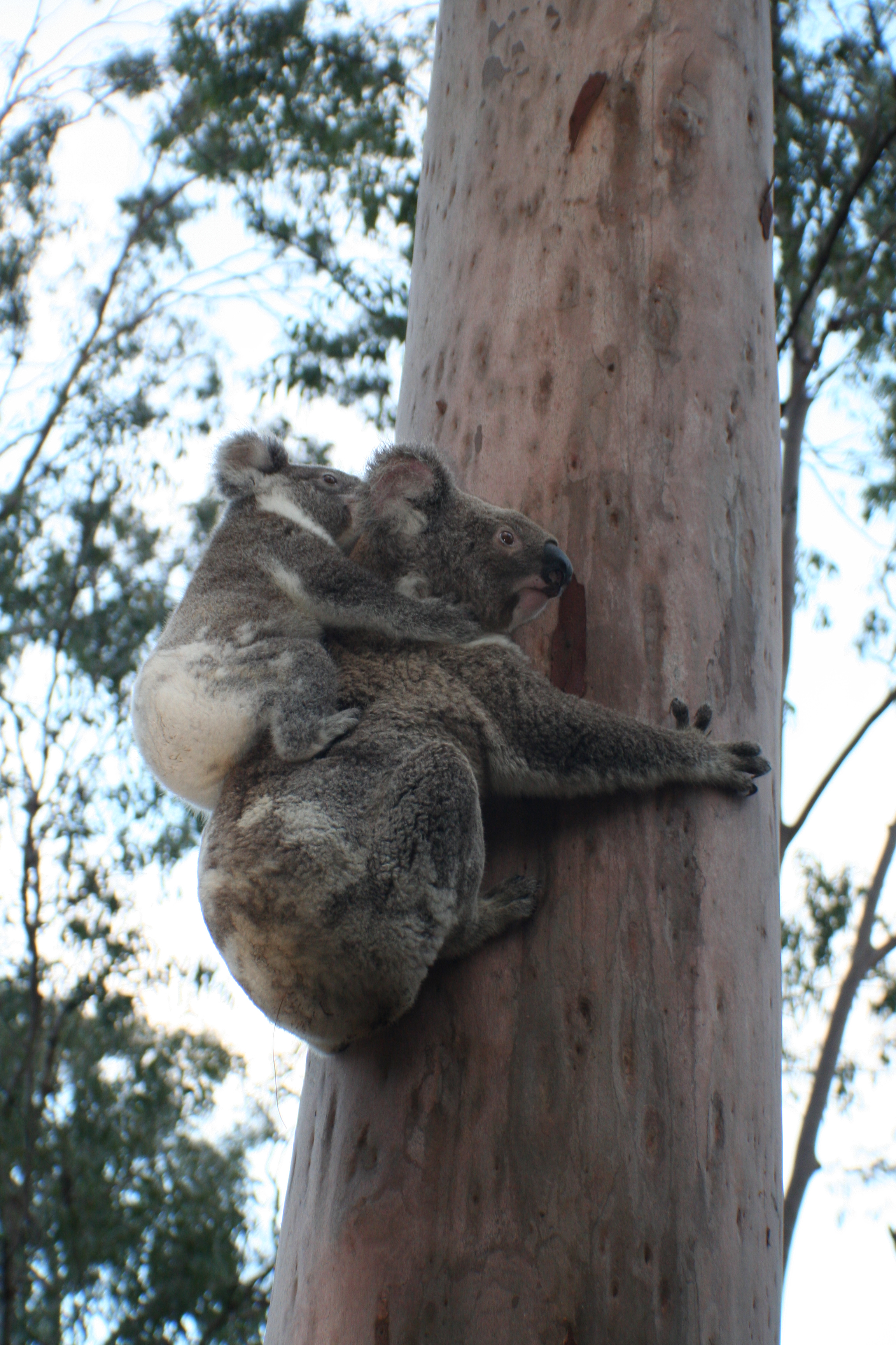 Koala breeding season