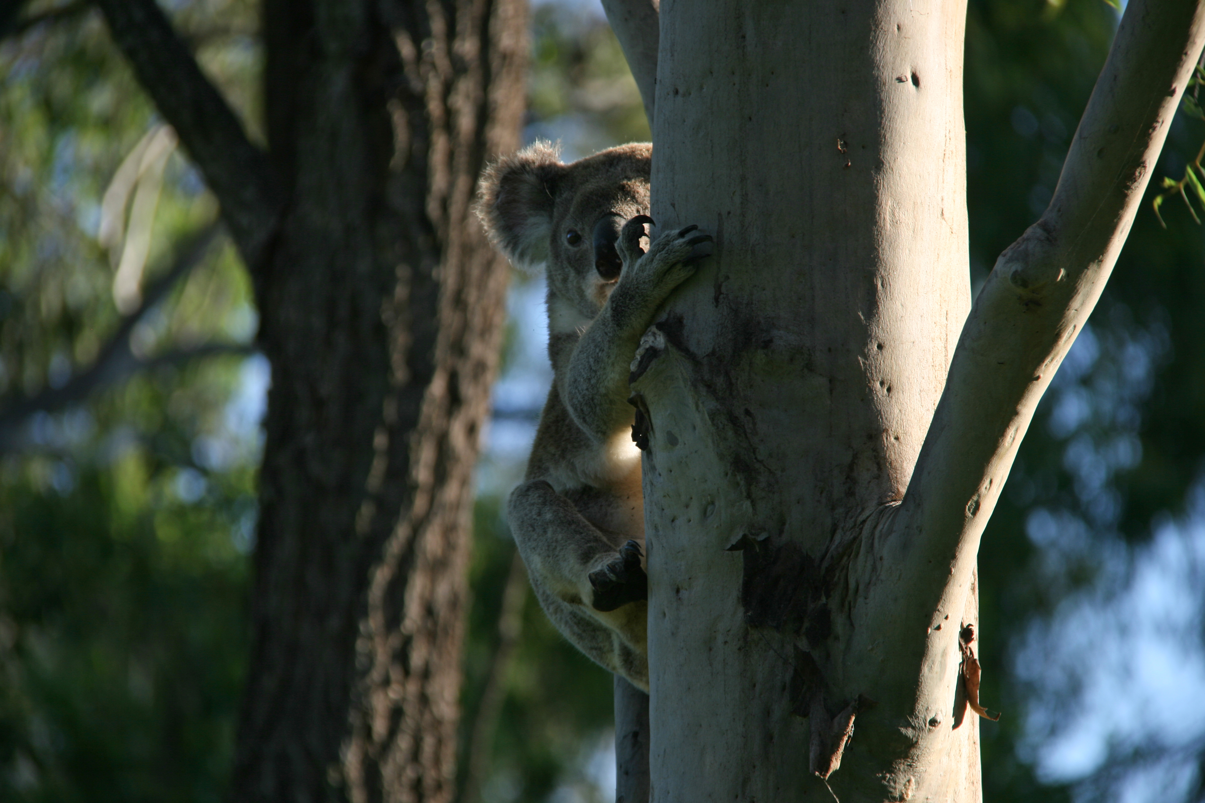 Koala habitat