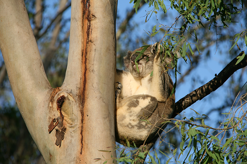 Koala preferred food trees