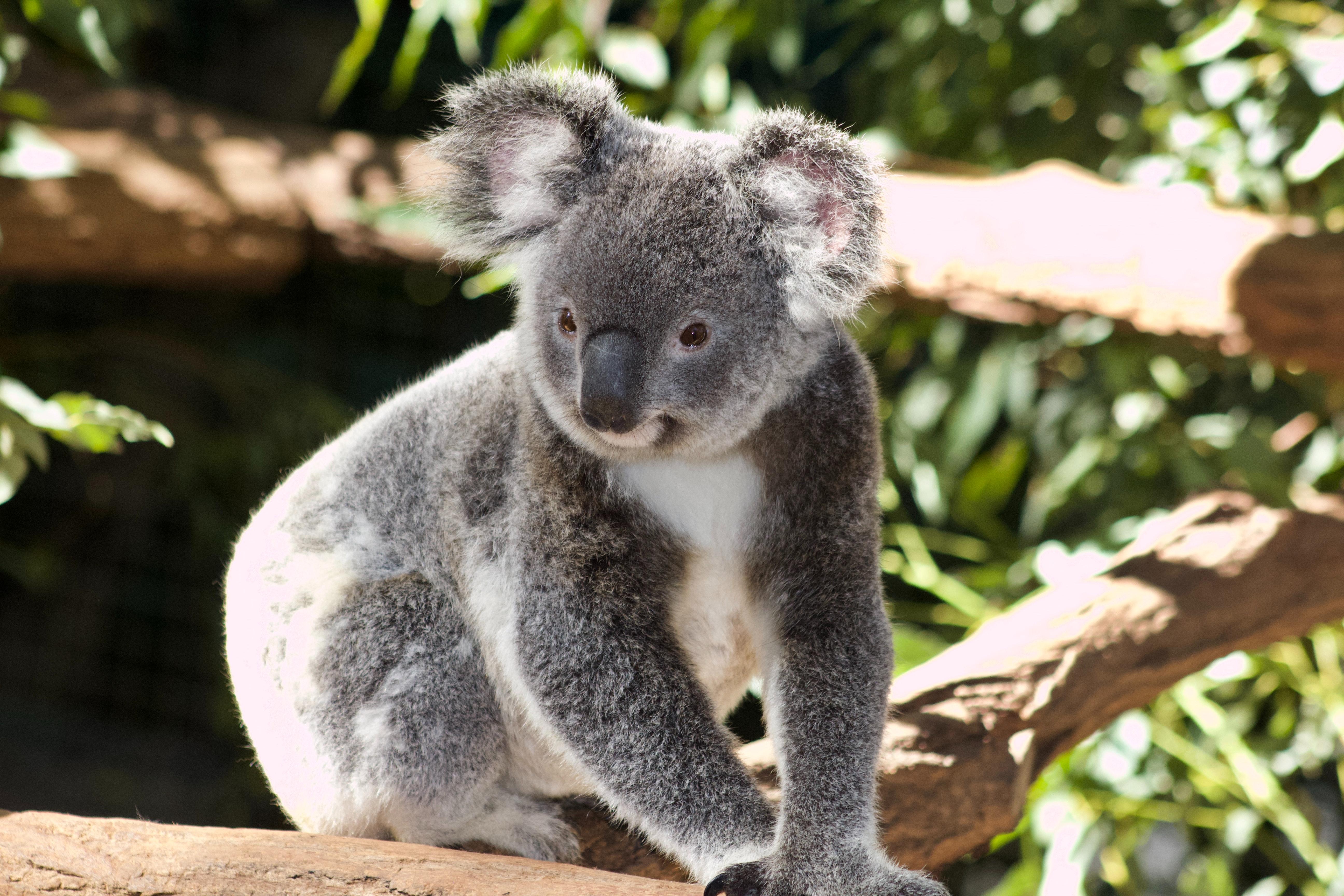 Qwildlife