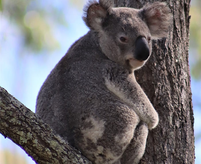Revegetating koala habitats