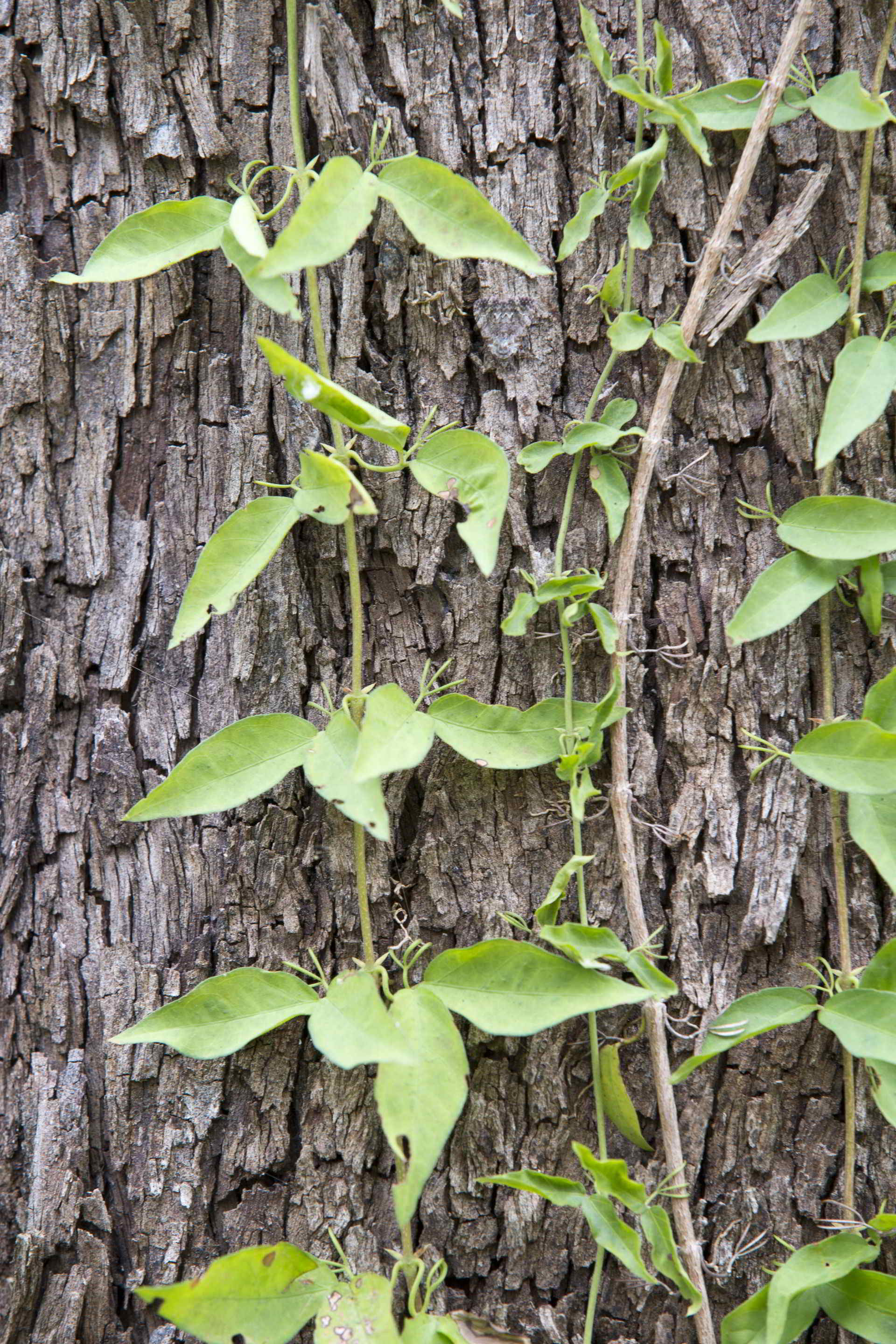 Invasive Plants and Animals