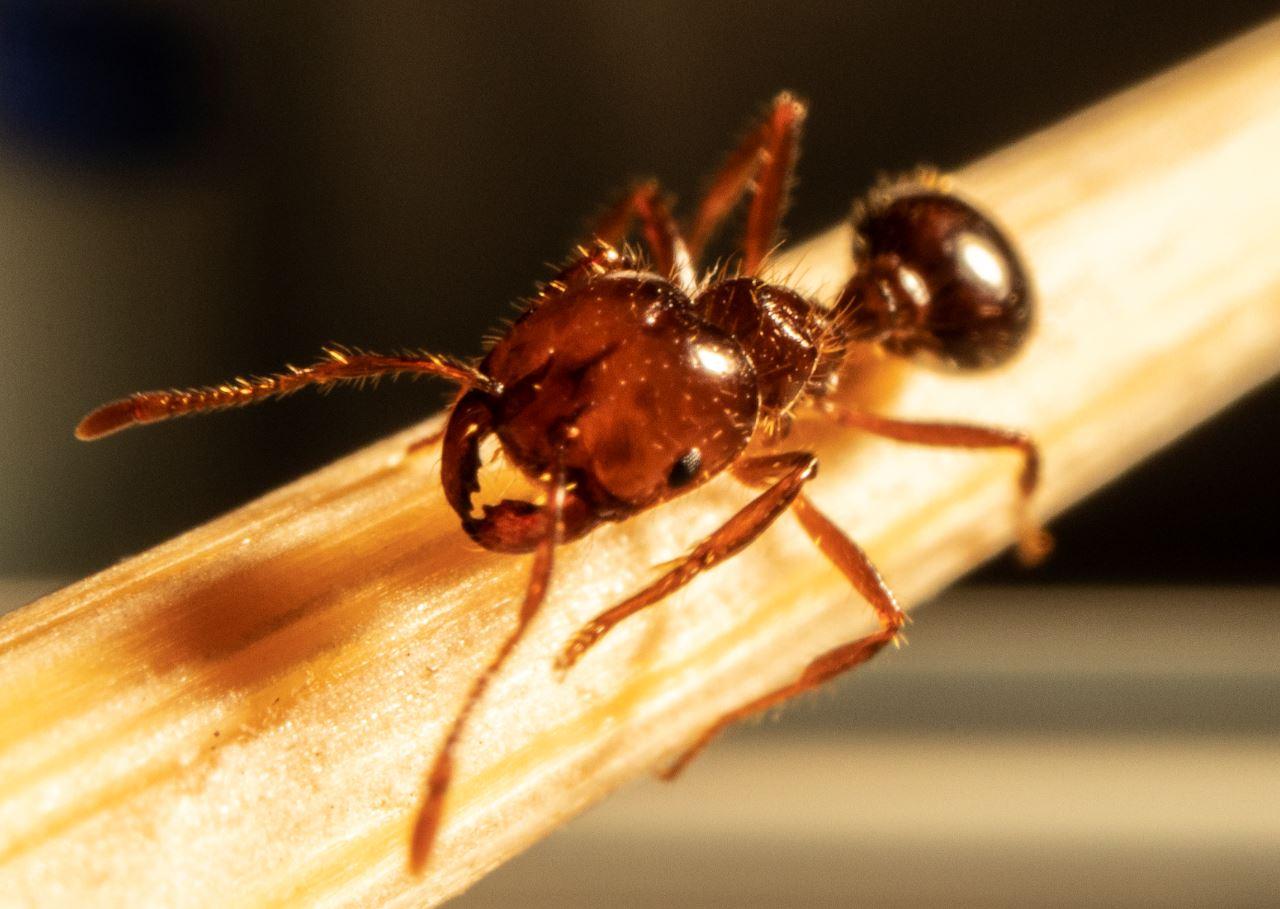 National Fire Ant Eradication Program