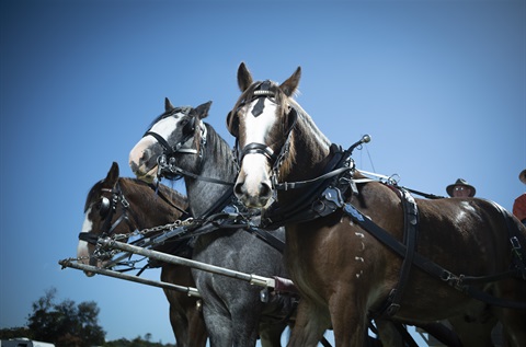 Scenic Rim Clydesdale Spectacular - Clydesdale trio.JPG