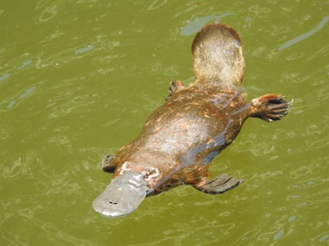 SEQ platypus swimming.jpg
