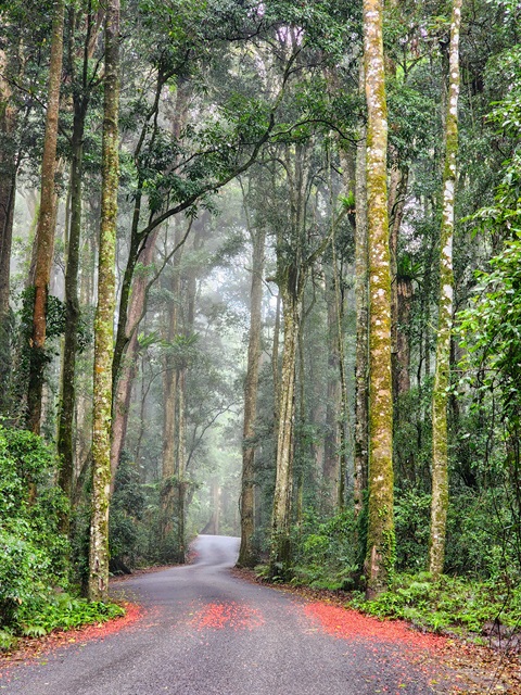 Flame tree leaves on the road to O_Reillys, Lamington National Park.jpg