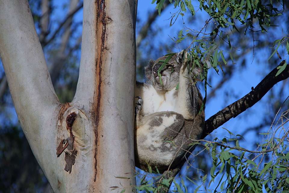 koala