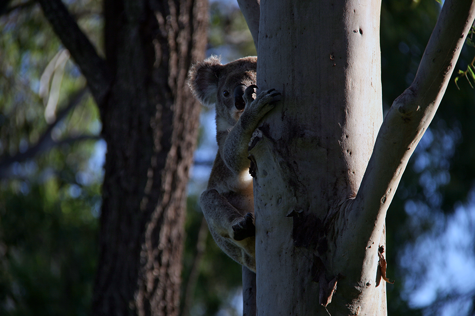 koala