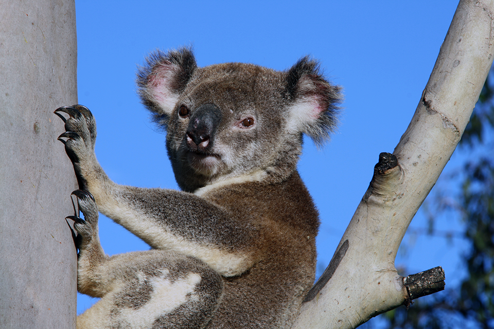 koala