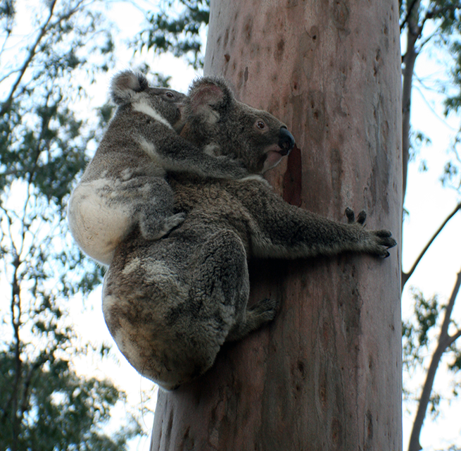 koala