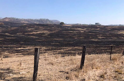 Burnt paddock in Scenic Rim