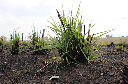 Regrowth from bushfire