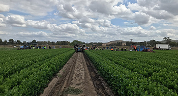 Celery harvest at Gibb Bros farm