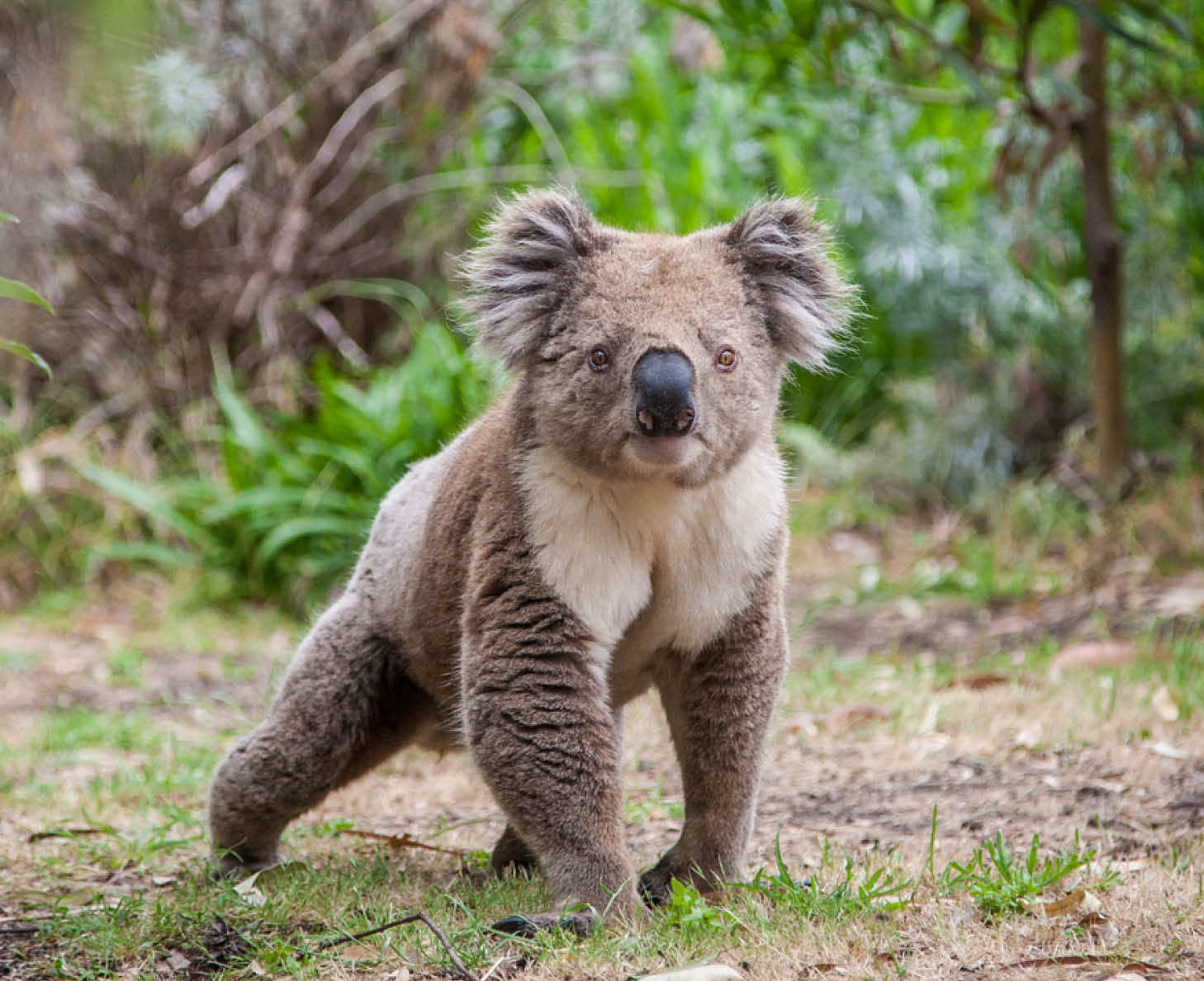 Koala