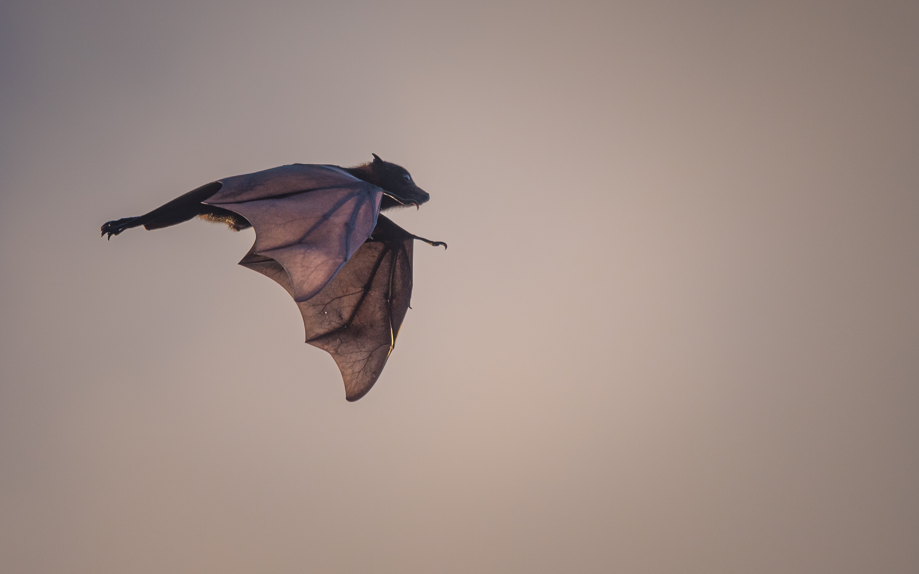 flying fox