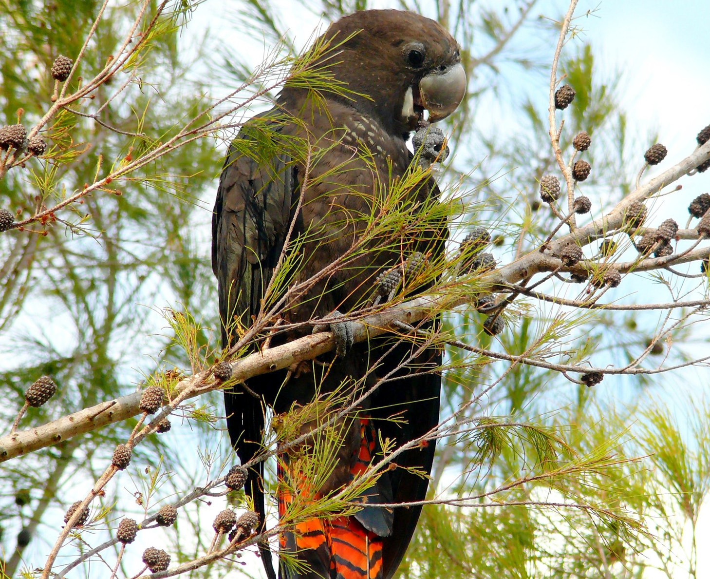 Glossy Black Cockatoo