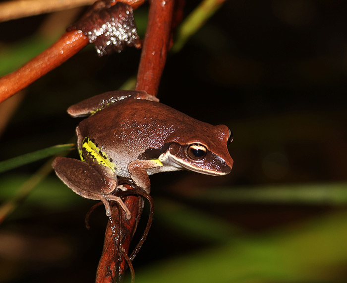 Image of green-thighed frog