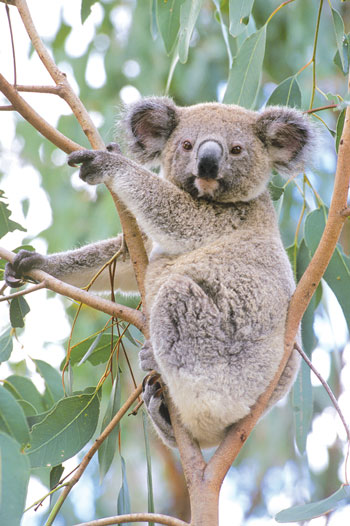 Habitat tree image