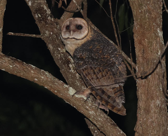 Image of a rare Australian masked owl