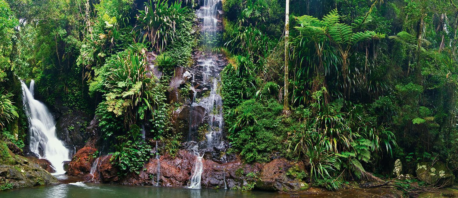 Rainforest with waterfall