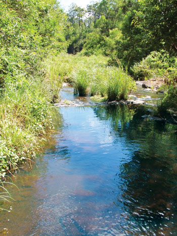 River tree image