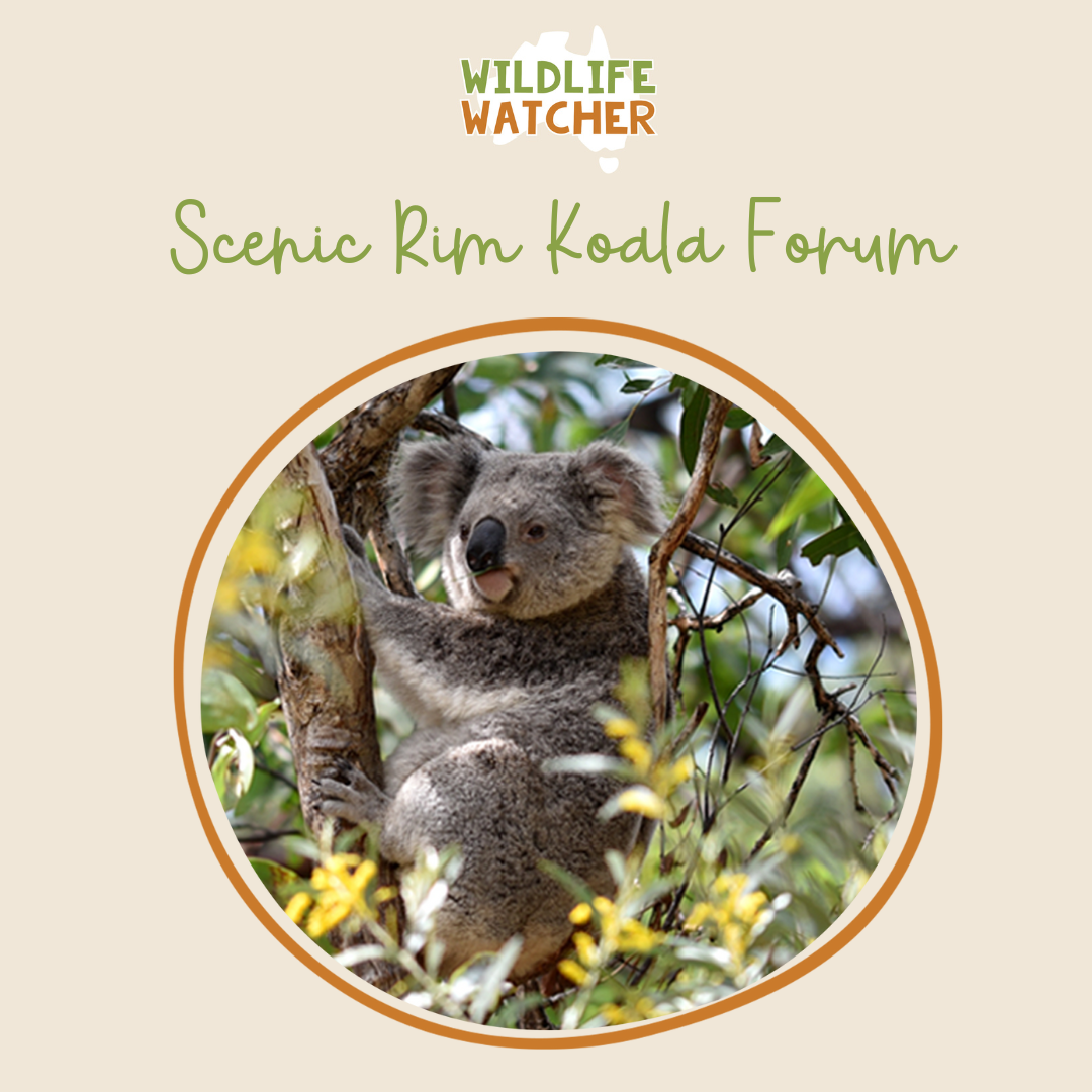 koala forum
