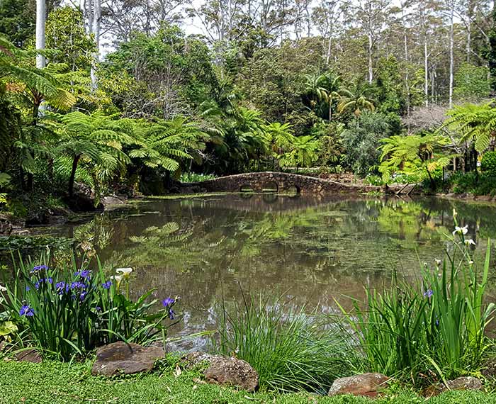 Image of lake at Tamborine Mountain Botanic Gardens