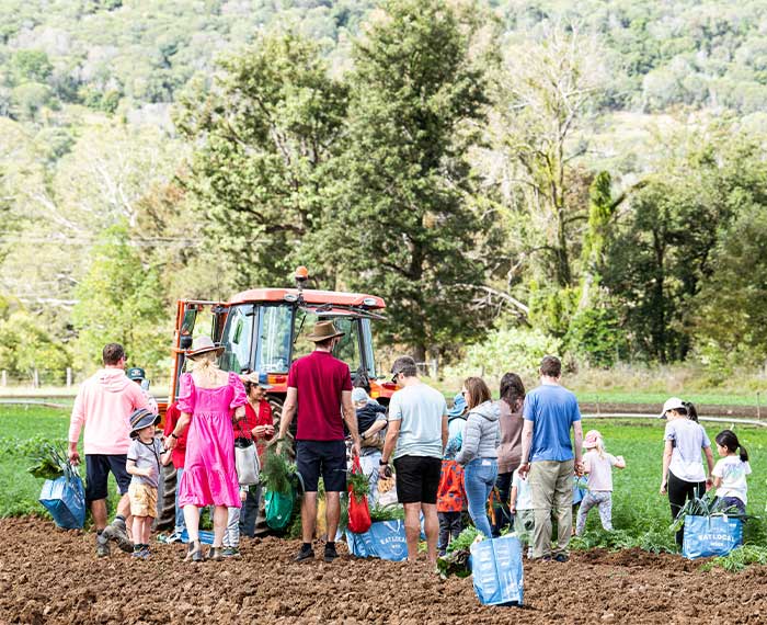 Image of families picking carrots