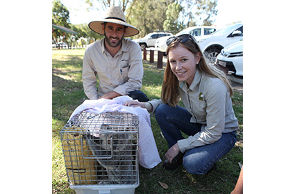 Protecting and enhancing the region&#039;s koala habitats is part of Council&#039;s Biodiversity Strategy.