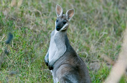 Wallaby