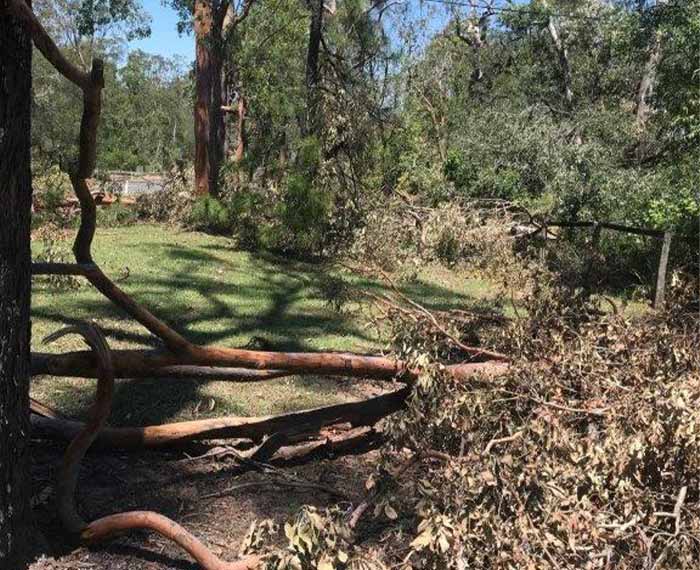 Image of vegetation felled during Christmas-New Year severe weather events