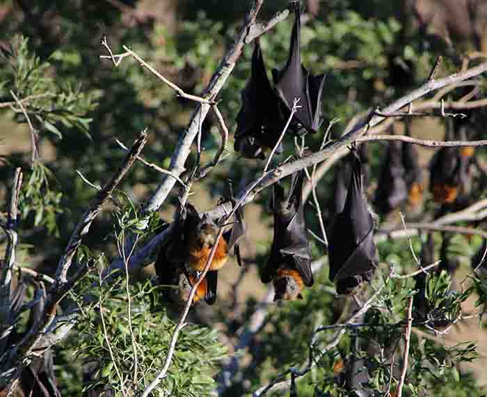 A Call Out For Community Feedback On Flying Fox Impacts In The Scenic
