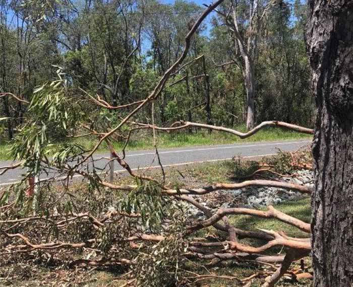 Image of disaster vegetation