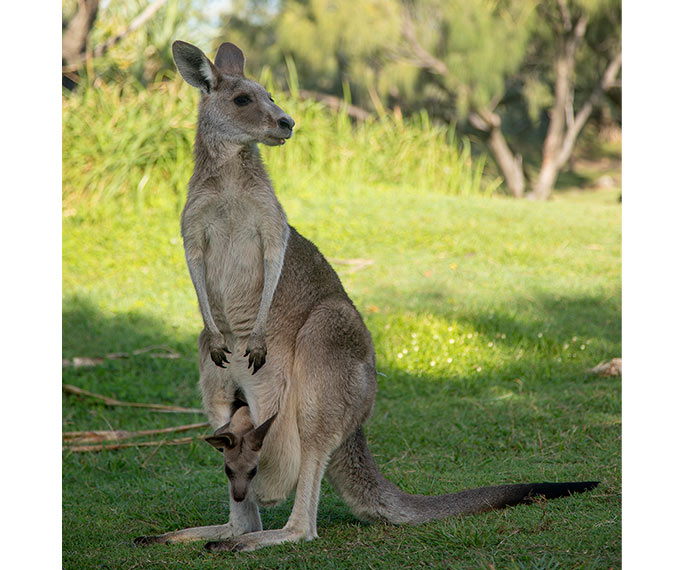 Image of kangaroo and joey